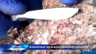 Russians Draw Liquid Blood From Frozen Mammoth