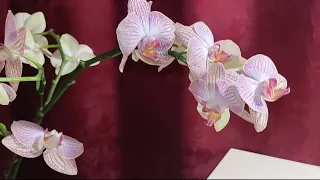 Первые действия в уходе за ОРХИДЕЕЙ фаленопсис /Орхидея у вас дома, что делать?