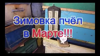 ЗИМОВКА ПЧЕЛОСЕМЕЙ В МАРТЕ МЕСЯЦЕ, НА ВОЛЕ И В ЗИМОВНИКЕ БАКФАСТ, КАРНИКА🔥🔥🔥