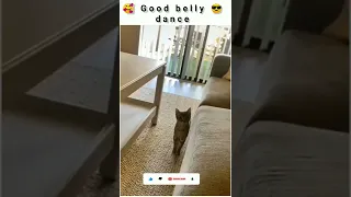 cute belly dance by kitten 🐾🤩🐾