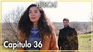 Hercai Capítulo 36