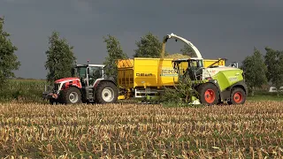 Mais hakselen met Claas Jaguar 950 en demo Massey Ferguson 8S 245 - Loonbedrijf Reimink (2021)