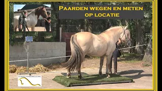 Mobiele paardenweegschaal en paarden opmeten op locatie