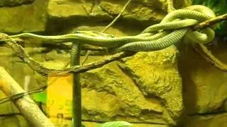 Amphibians and Reptiles of the Milwaukee County Zoo