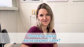 Почему кошки вылизывают себя?