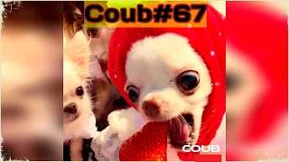 coubatura#67 | Coub | Кубатура | Приколы | Лучшее Coub | Подборка приколов Coub | Кубы | Коуб | Куб