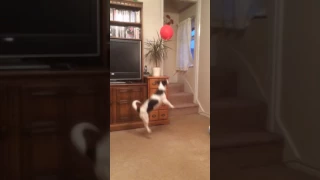 Jack Russell playing with a balloon