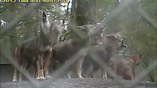 Red Wolf Group Howl