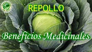 💚❤️Beneficios Medicinales del Repollo❤️💚