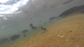 Rainbow Trout Stocking - Tyler State Park