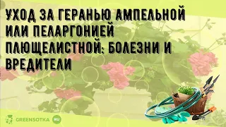 Уход за геранью ампельной или пеларгонией плющелистной: болезни и вредители