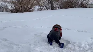 Снежный бой ❄️