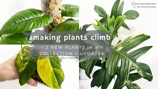 Making My Plants Climb! Variegated Philodendron Micans, Variegated Philodendron Pedatum, and more!