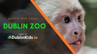 Dublin Zoo animals, things to do & all the info you need to remember