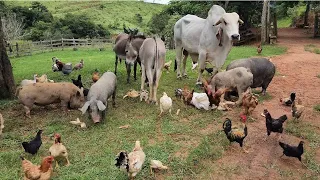 Roça Onde Noé Pegou Os Animais Da Arca