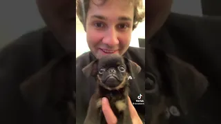 David Dobrik Little Puppy 🐶