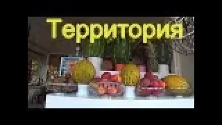 Турция сиде  Отель AMELIA BEACH RESORT 5  Территория