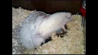 My Hedgehogs Mating in Unusual Position