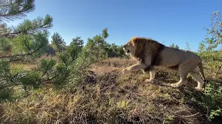 Молодые львы Султан , Гирей и Руслан ИДУТ К ЛЮДЯМ !