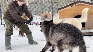 ВОЛКИ В ДЕЛЕ ‼️ ВИДЕО, КОТОРОЕ ВЫ ТАК ДОЛГО ЖДАЛИ 😱‼️