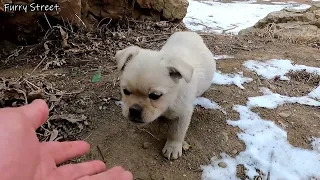 Hardy's story - Stray puppy rescued from garbage dump is growing up happy and healthy