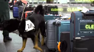 X-Ray Mega Airport: Drug Sniffing Dog