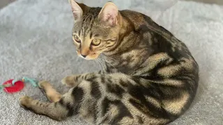 Bengal Kittens - 5 and a half months old - daily antics
