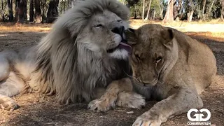 Lion love