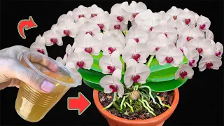 Just One Cup! Suddenly, Orchids Sprouted And Bloomed Non-Stop!