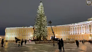 Главная ёлка Санкт-Петербурга 2021/2022 на Дворцовой площади –  90-летняя лесная красавица