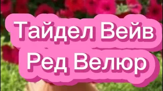 Рассада петунии Тайдел Вейв Ред Велюр и её состояние на 26 апреля #цветочнаяферма #петуния #рассада