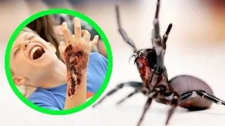 THE MOST DANGEROUS SPIDERS IN AUSTRALIA (TOP 10)