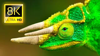 Exceptional Animals Collection in 8K ULTRA HD / Nature Relax Ambient