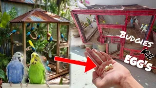 Hamare Budgies Ne Fir Se Ande De Diye 🤩