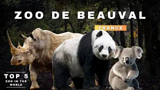 Zoo De Beauval - virtual trip| Pandas & Koalas | France | Paris | 2024 | 4K