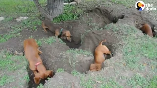 Dachshunds Dig The Best Holes | The Dodo