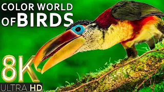 The Color World of Birds 8K TV HDR 60FPS ULTRA HD 🦜 8K BEAUTIFUL NATURE 🦜 RELAXATION MUSIC