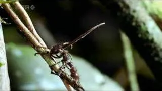 Cordyceps Fungus