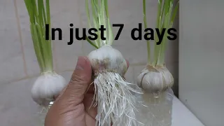 Easy way of growing garlic using empty plastic bottles