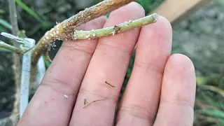 how I propagated and how I treated a rare mulberry variety