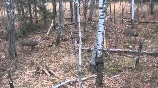 11 point buck taken with bow Self filmed