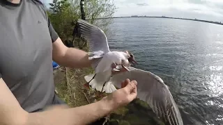 Чайка поклевала рыбаков. Real Video