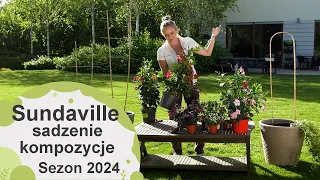 Sundaville w kompozycjach. Jak je sadzić z innymi roślinami. Sezon 2024