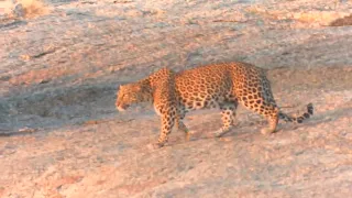 Female Leopard on the move