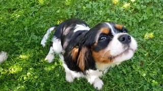 🥰 Barking 🐶 Cavalier King Charles Spaniel ❤️ puppy