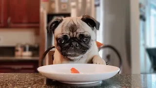 PUG TASTE TESTING / asmr