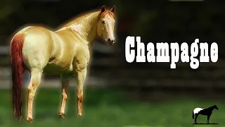 Caballos Champagne "Joya Genética" (Caballos De Oro) 🐴-Del Cerro Soy