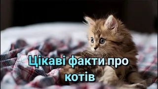 Цікаві факти про котиків