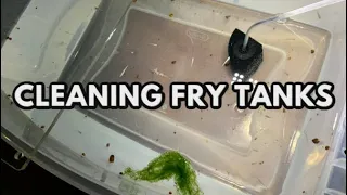 Cleaning Fry Tanks 💙  A Blue Eyed Surprise