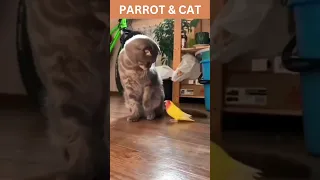 Parrot and Cat Fight videos 😺😍😘#shorts #cat